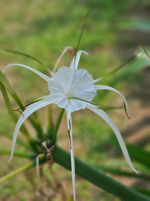 Free Close-up of a white Hymenocallis flower with green background, showcasing its delicate petals. Stock Photo