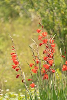 Stunning red gladiolus flowers blooming in a verdant summer garden, capturing nature's vivid beauty.