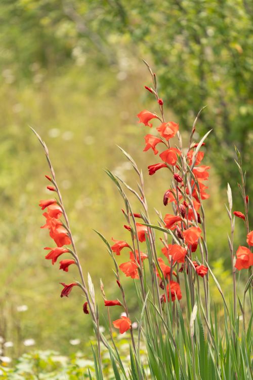 Free Stunning red gladiolus flowers blooming in a verdant summer garden, capturing nature's vivid beauty. Stock Photo