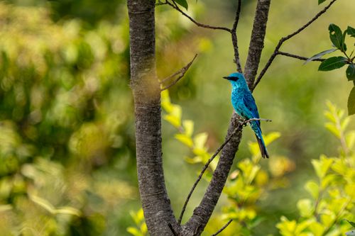 Free A stunning blue bird perched on a branch amidst lush greenery in a serene outdoor setting. Stock Photo