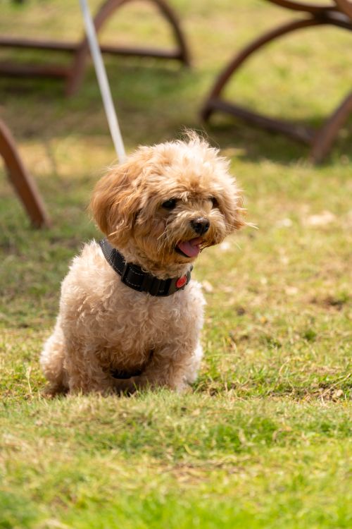 Free Cute poodle dog sitting on green grass outdoors enjoying the sunny day. Stock Photo
