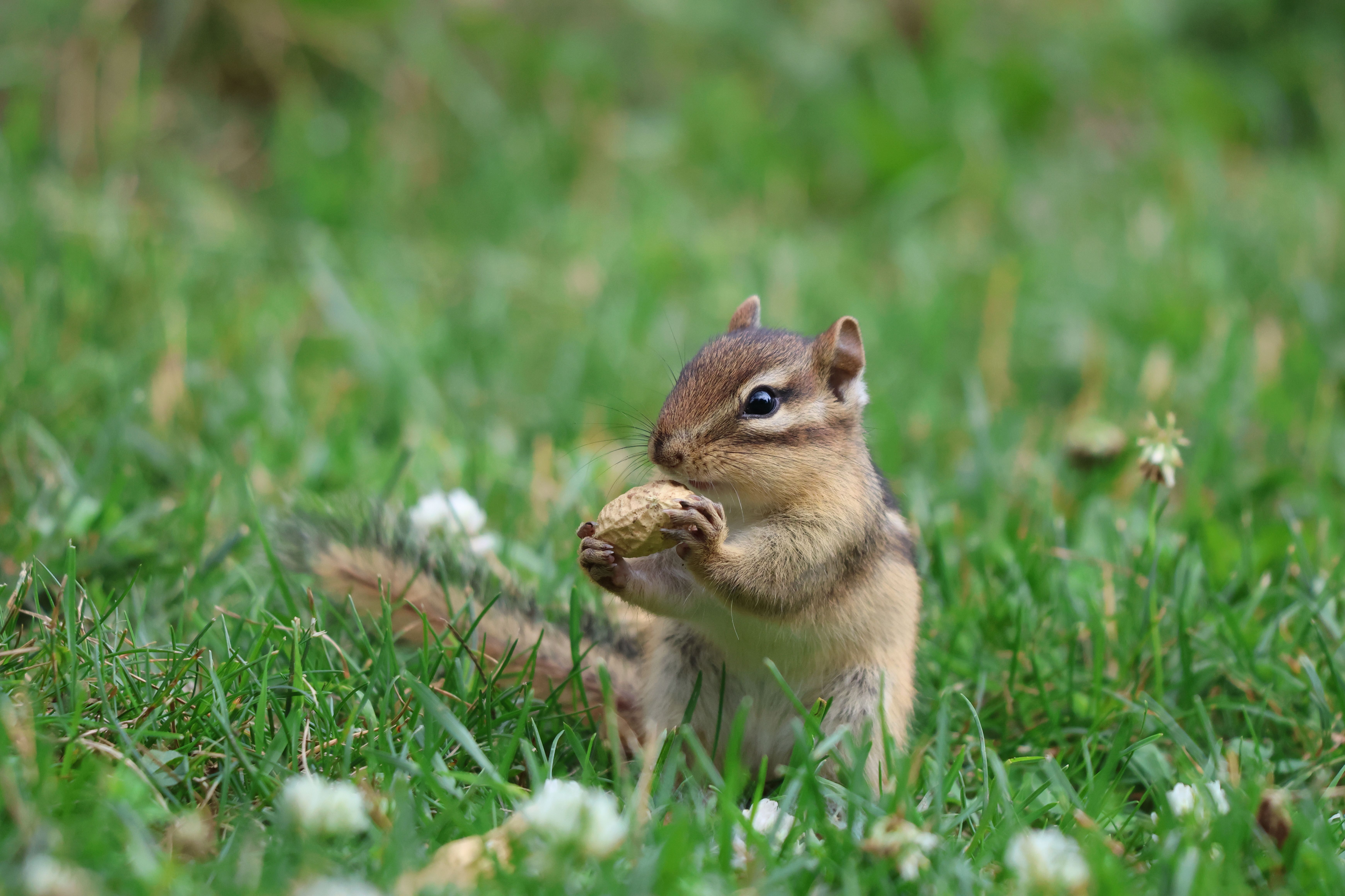 Close-up of a chipmunk holding a peanut in a grassy field, showcasing summer wildlife in Minnesota.