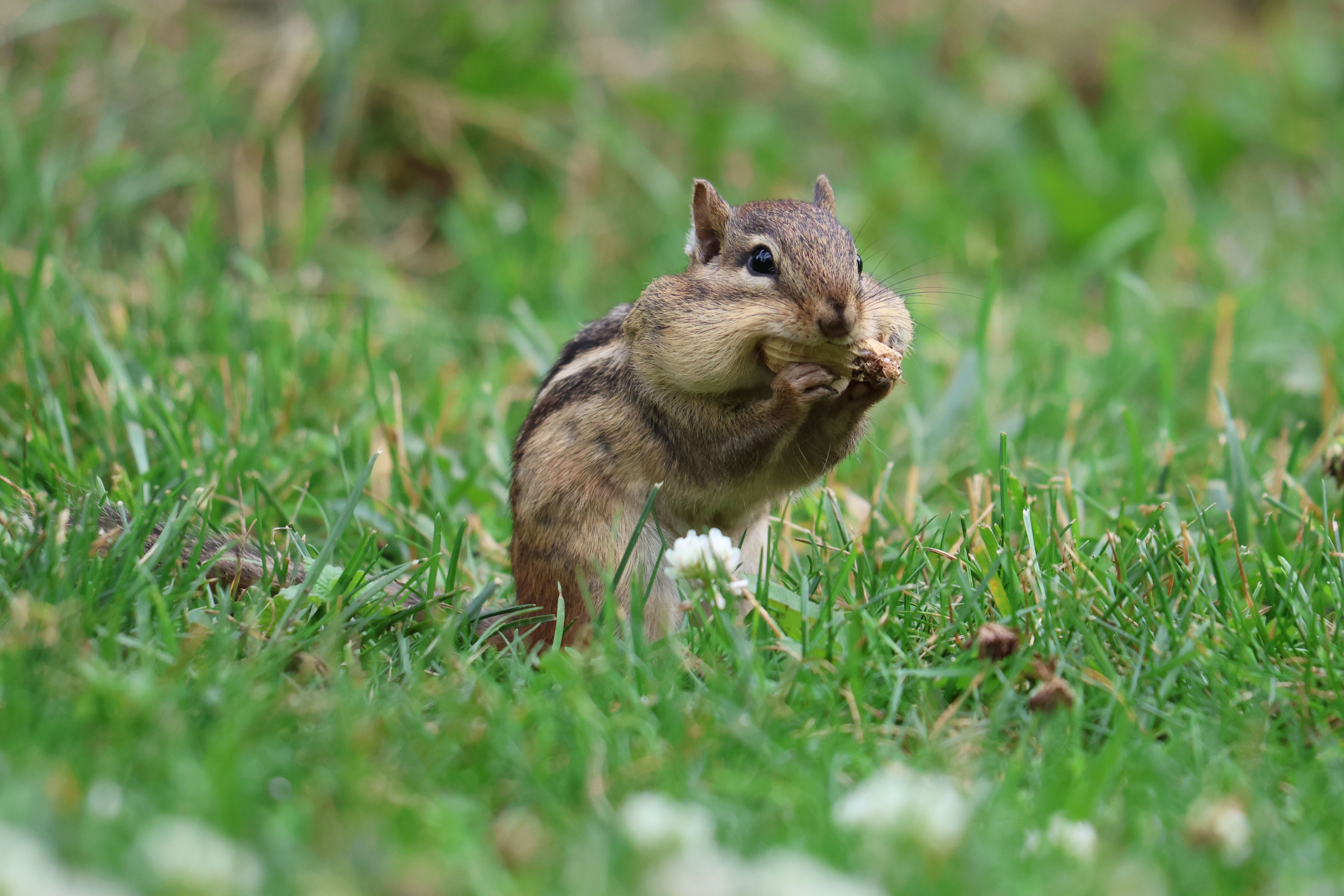 Cute chipmunk with full cheeks munching on a peanut in lush green grass, showcasing nature's charm.