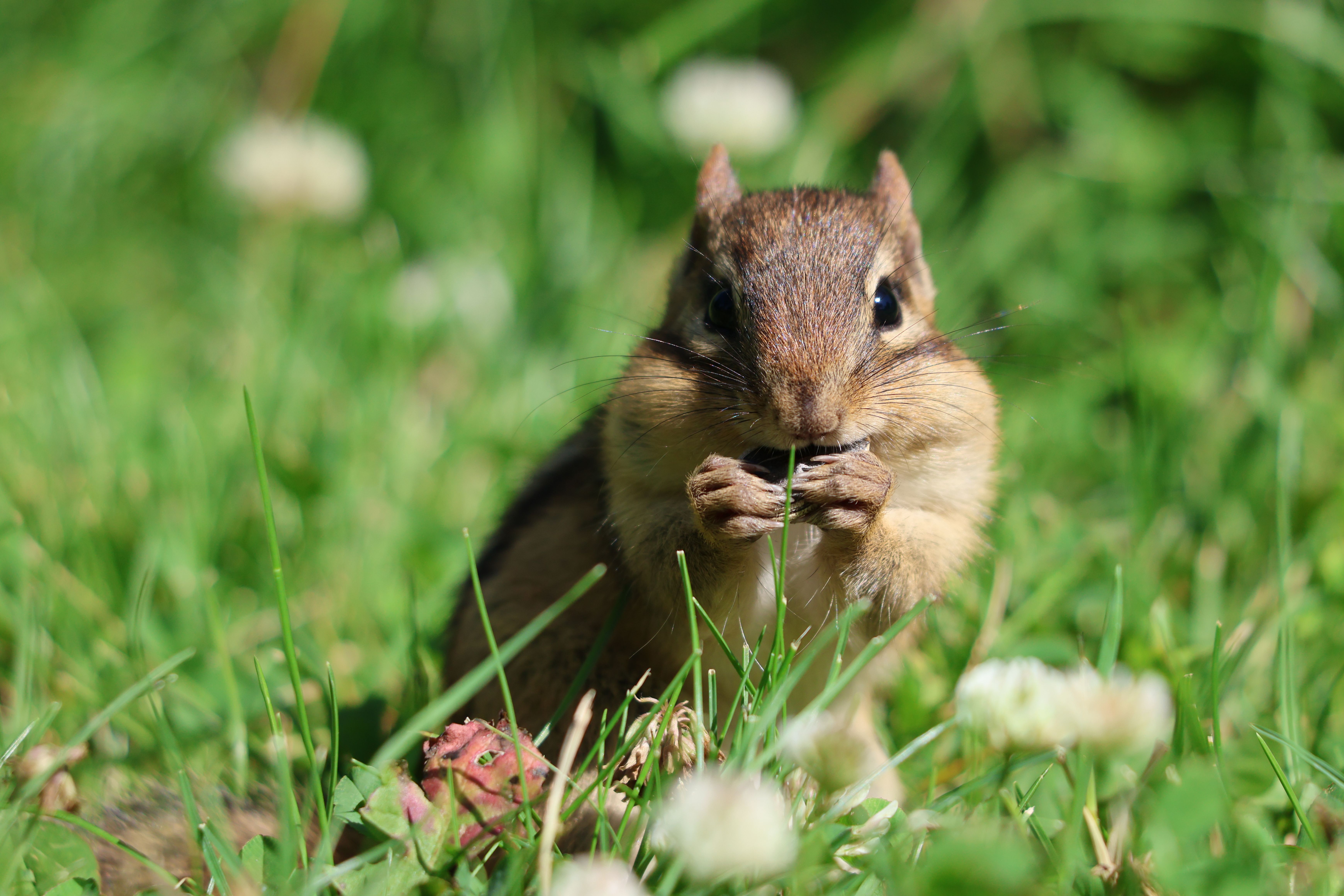 Cute chipmunk nibbling on grass in a lush green setting in Burnsville, Minnesota.