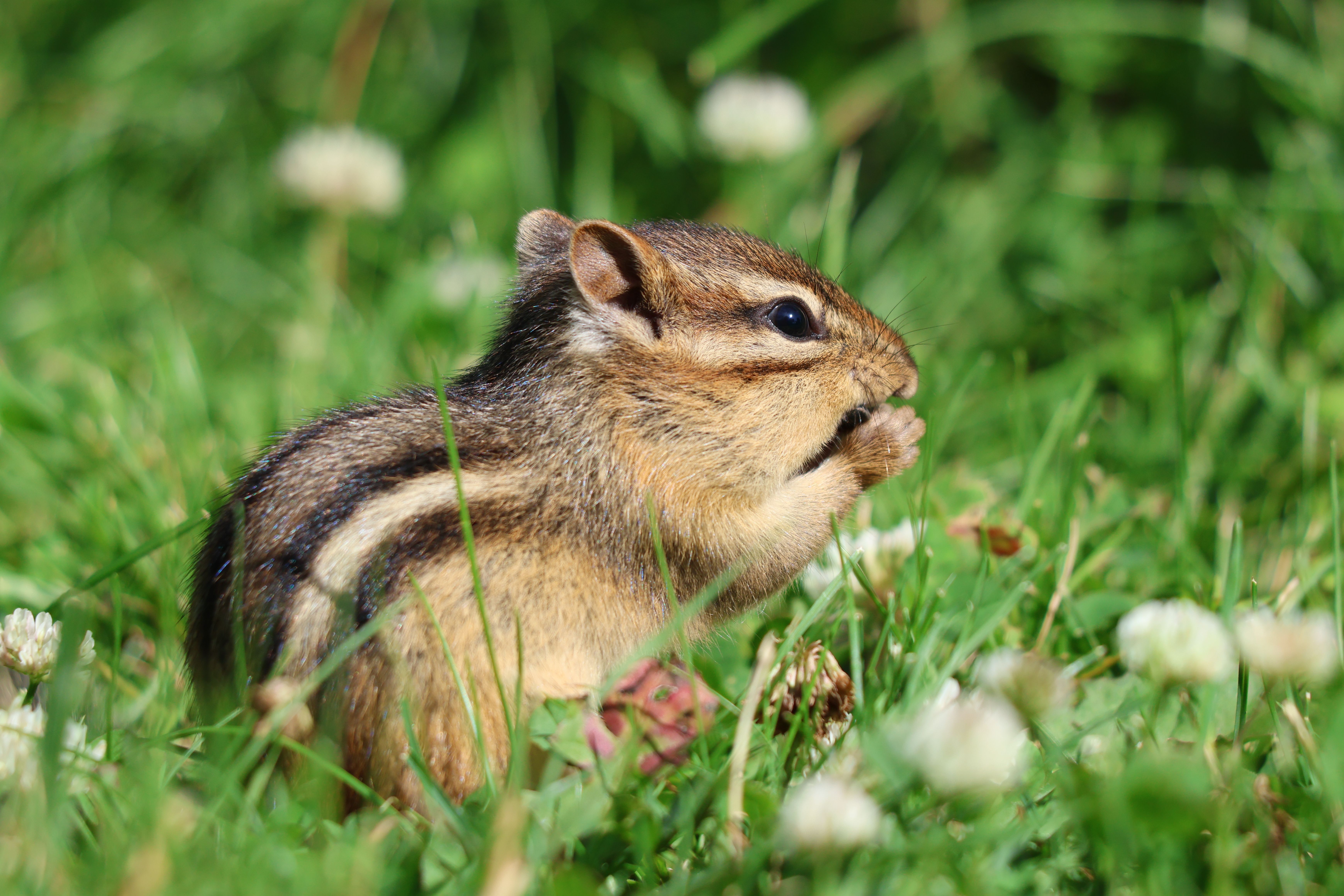 Cute chipmunk munching on clover in a vibrant green field in Burnsville, Minnesota.