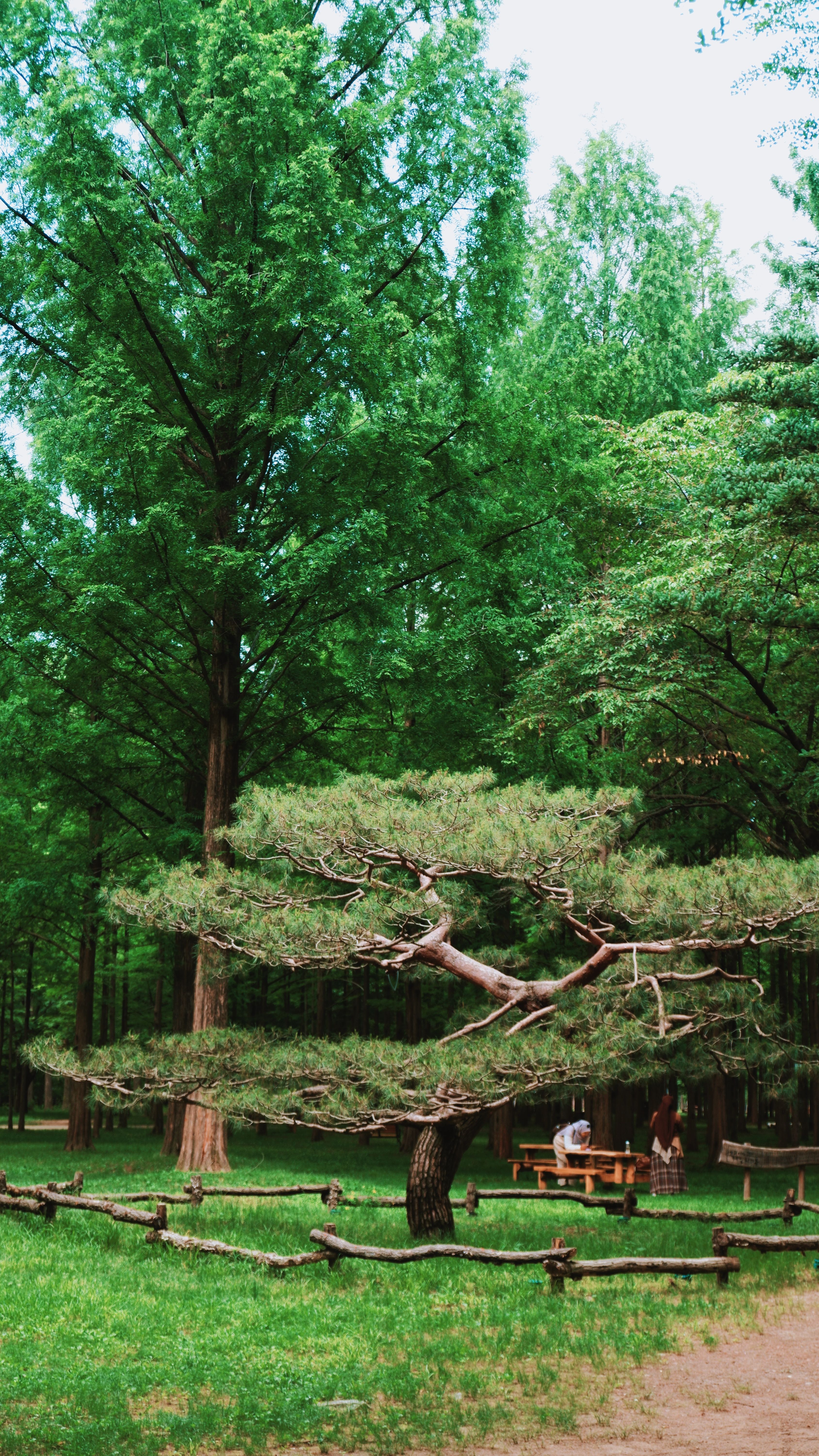 Lush greenery surrounding a unique pine tree in a peaceful park setting in Seoul, South Korea.