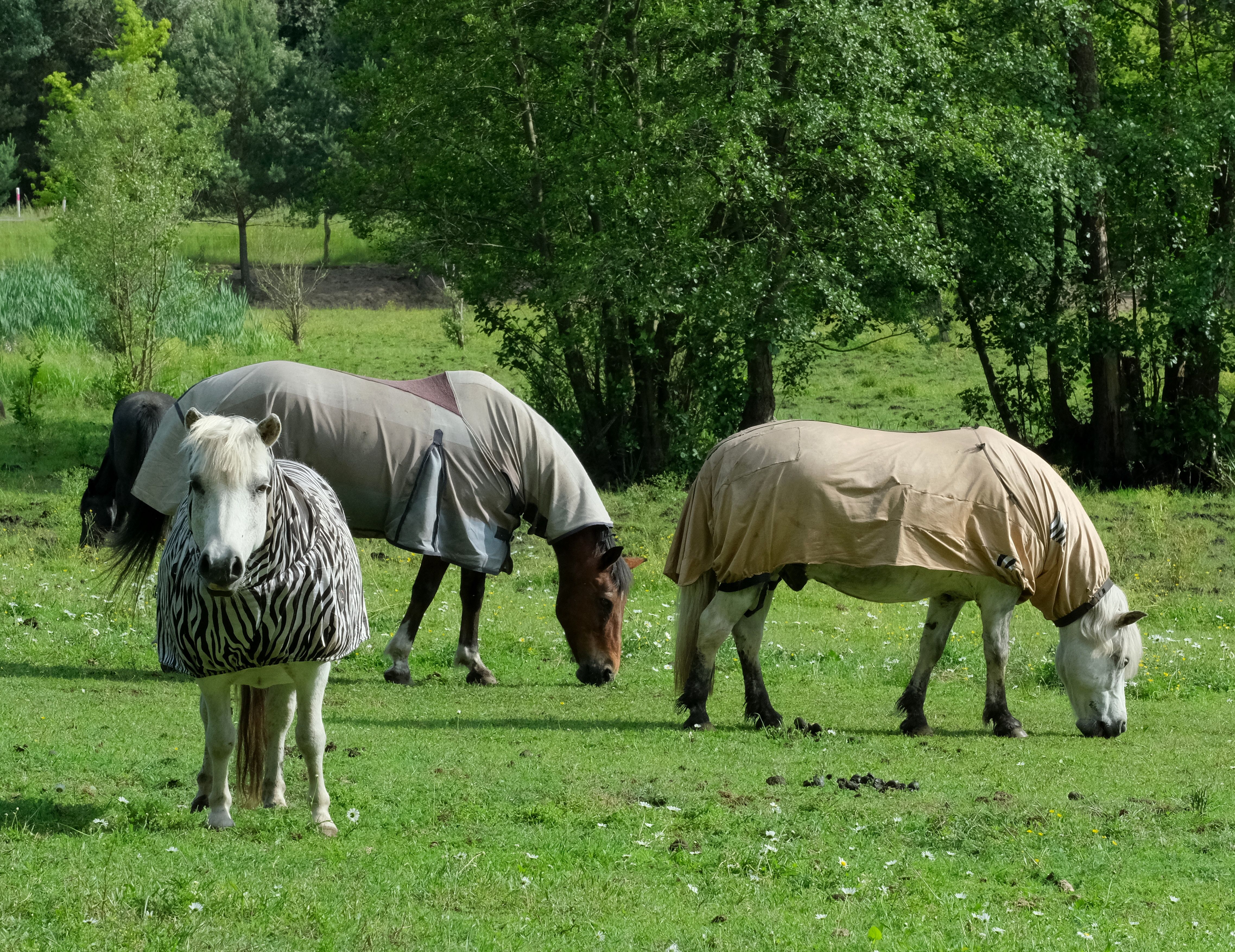 Three horses covered with fly sheets grazing in a lush green meadow surrounded by trees.
