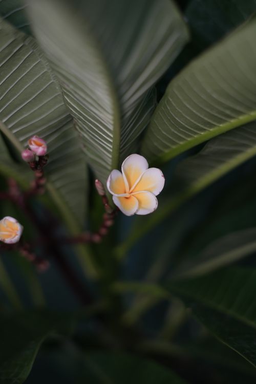 Free Macro shot of a delicate plumeria flower with lush green tropical leaves, ideal for nature themes. Stock Photo