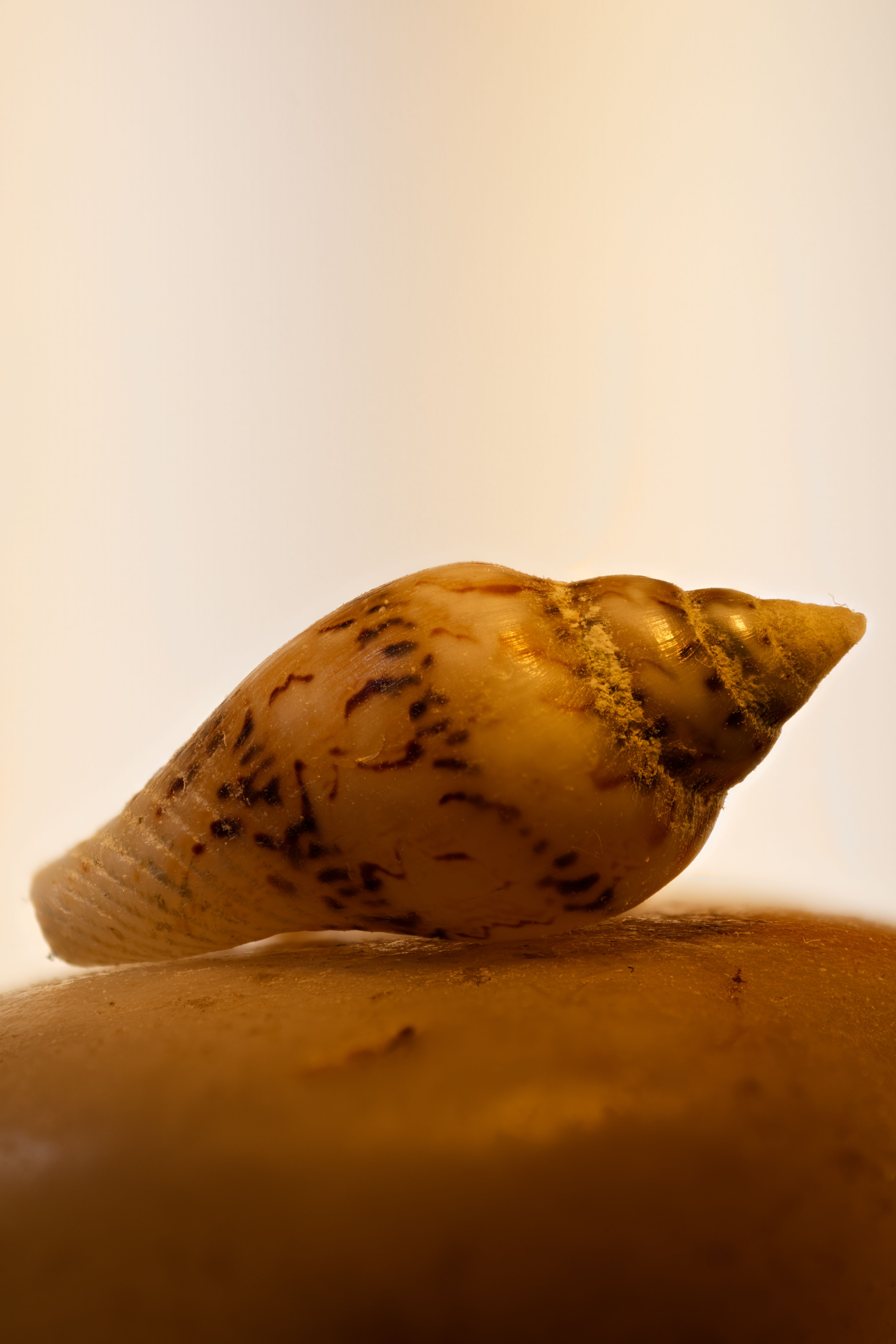 Detailed close-up of a seashell placed on a sandy surface with warm tones.