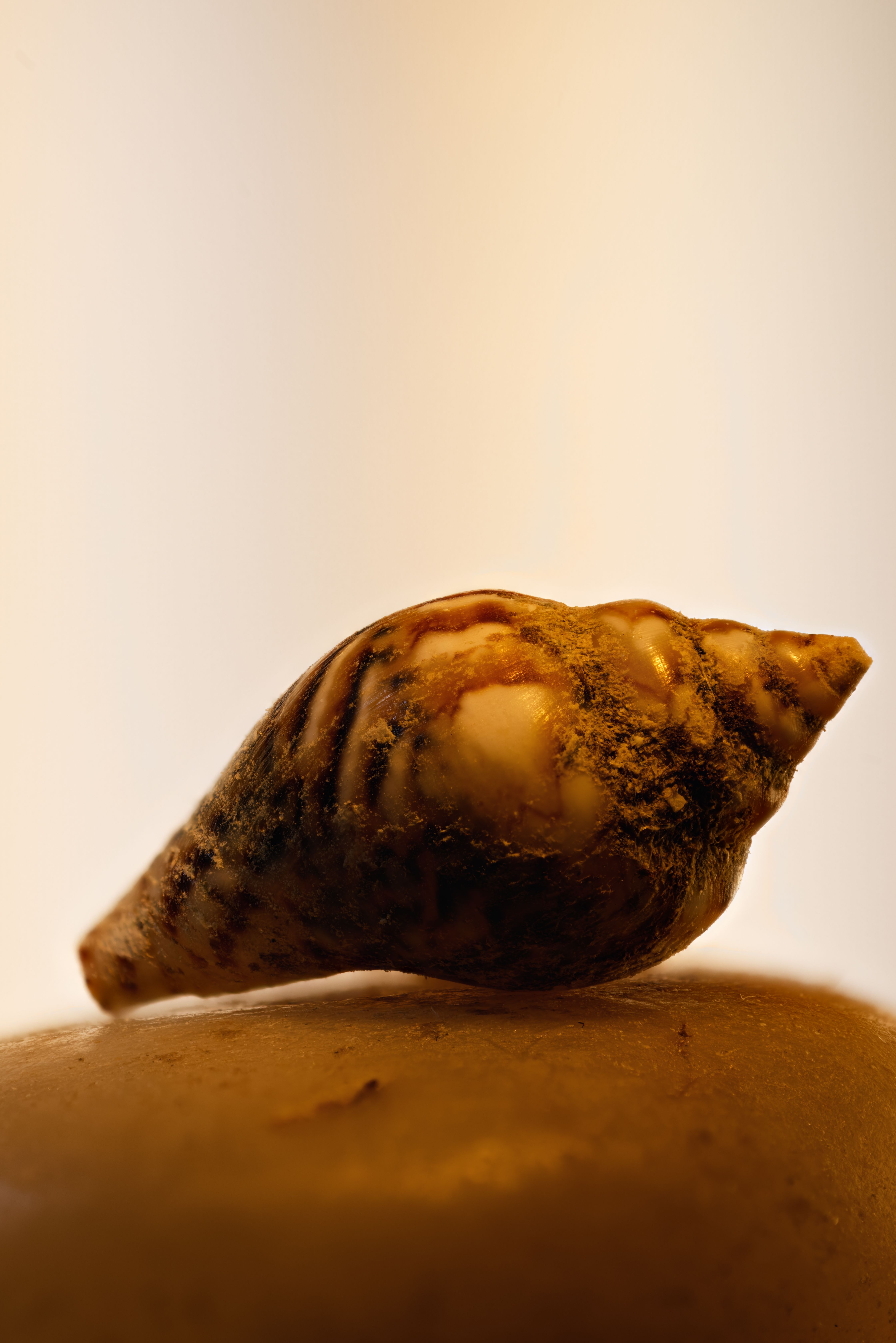 Artistic shot of a single sea shell resting on a surface, ideal for nature or beach themes.