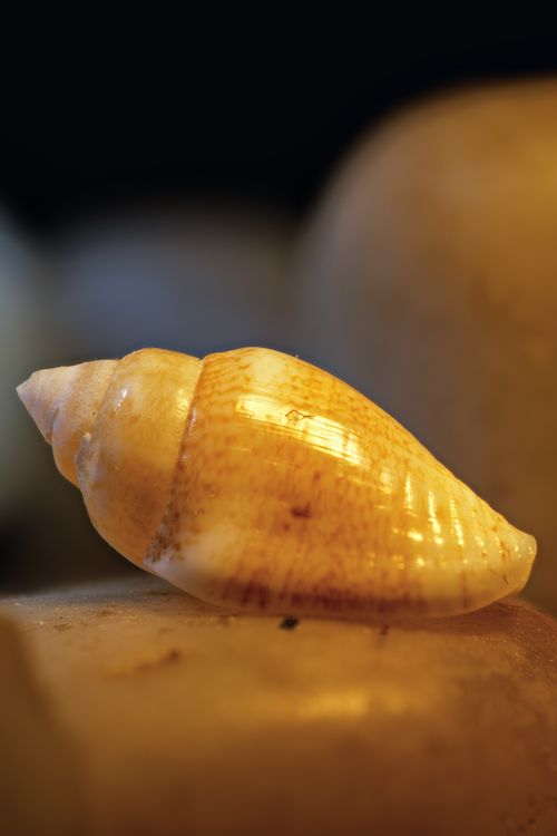 Free Detailed close-up of a golden seashell resting on a rock surface, showcasing texture and color. Stock Photo