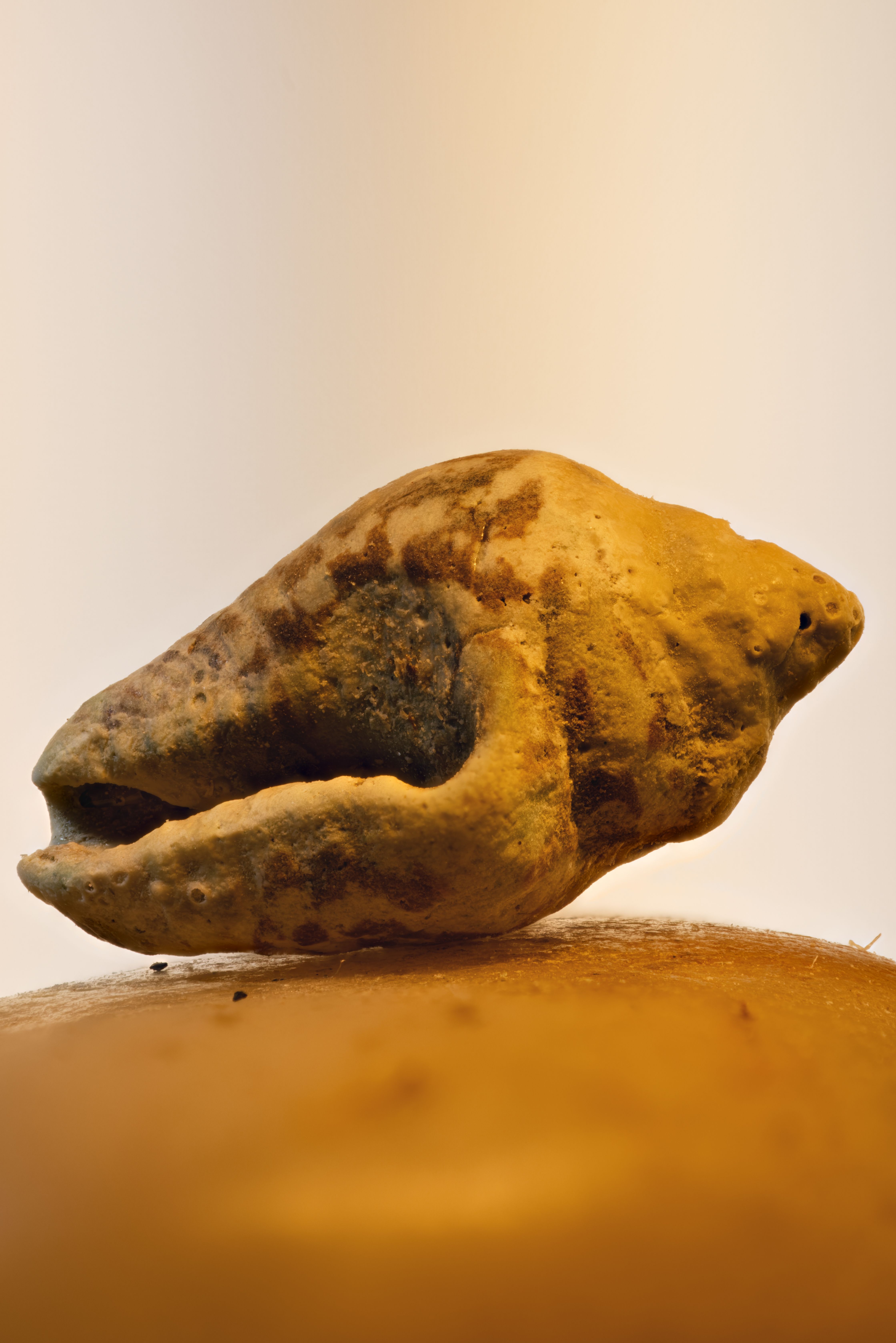 Detailed macro shot of a broken seashell on sandy surface with soft lighting.