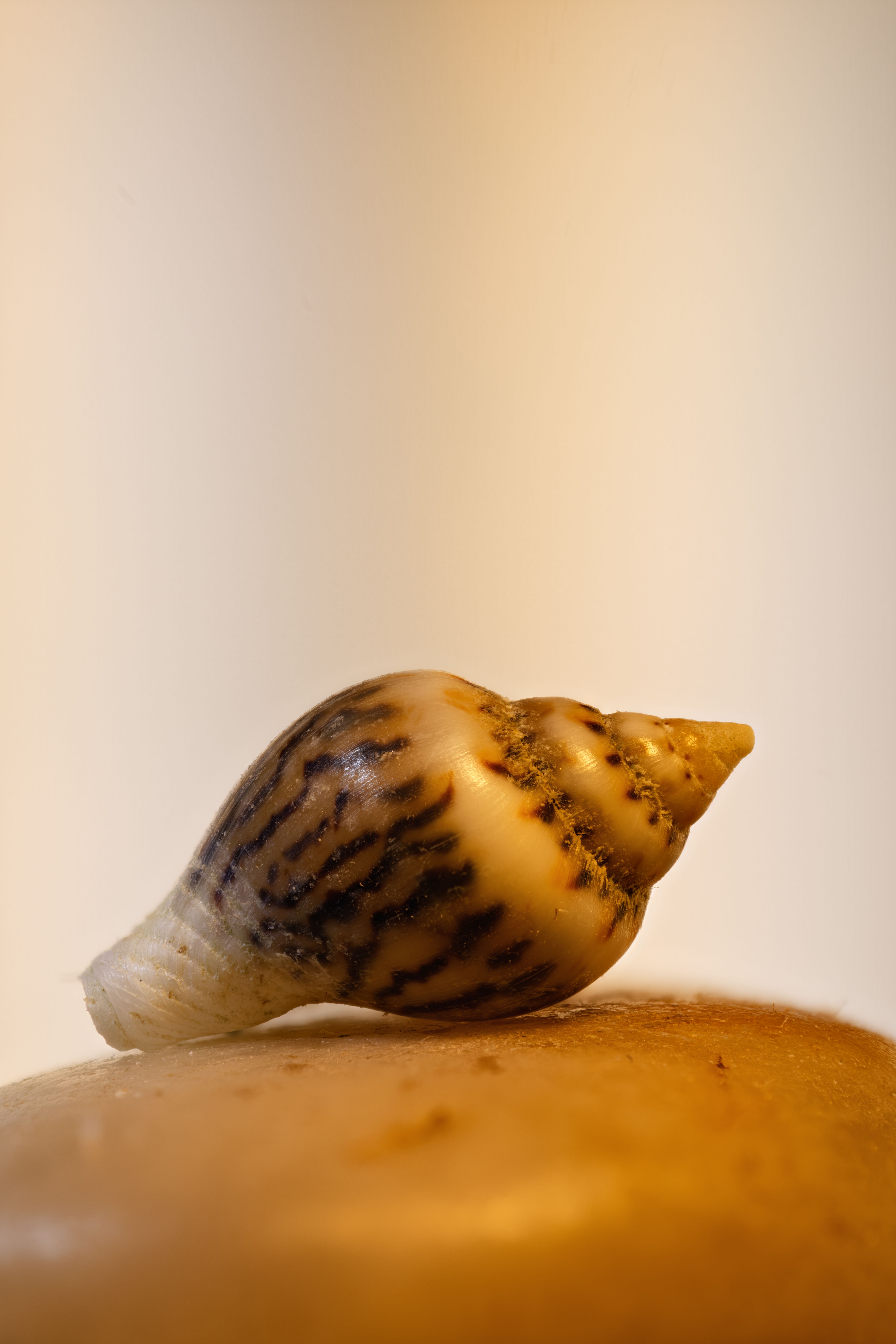 Detailed view of a tiger cowrie shell resting on a smooth surface with a soft background.