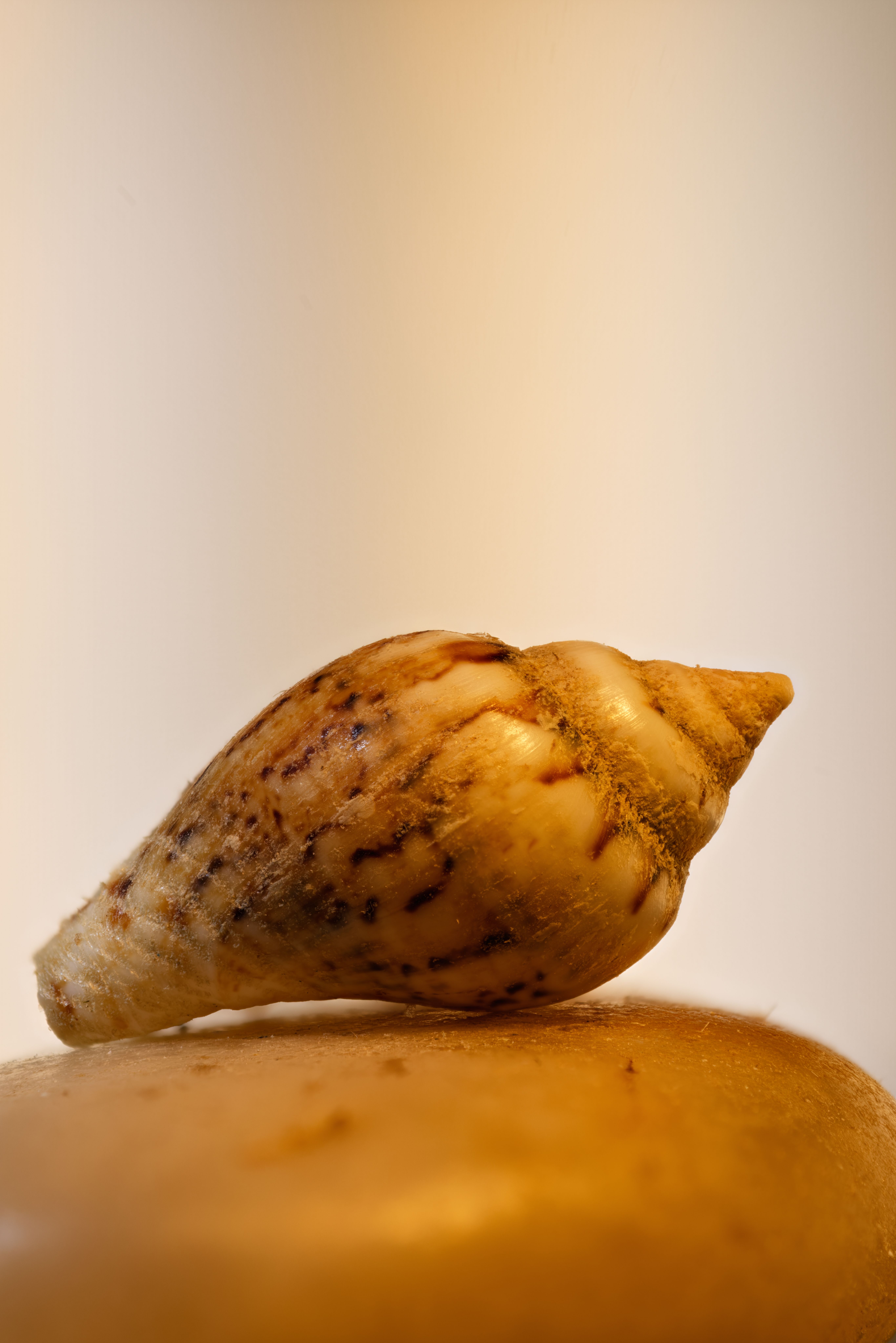 Detailed image of a single spiral seashell on a soft background.