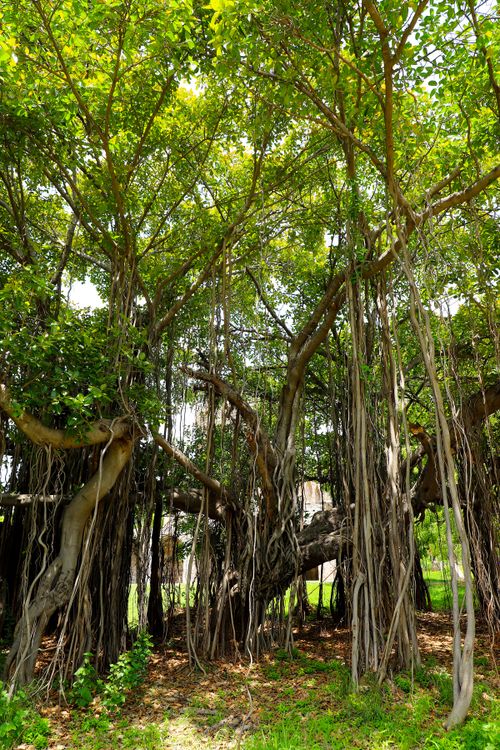 Free Lush banyan tree with extensive hanging roots in a sunny park setting. Stock Photo