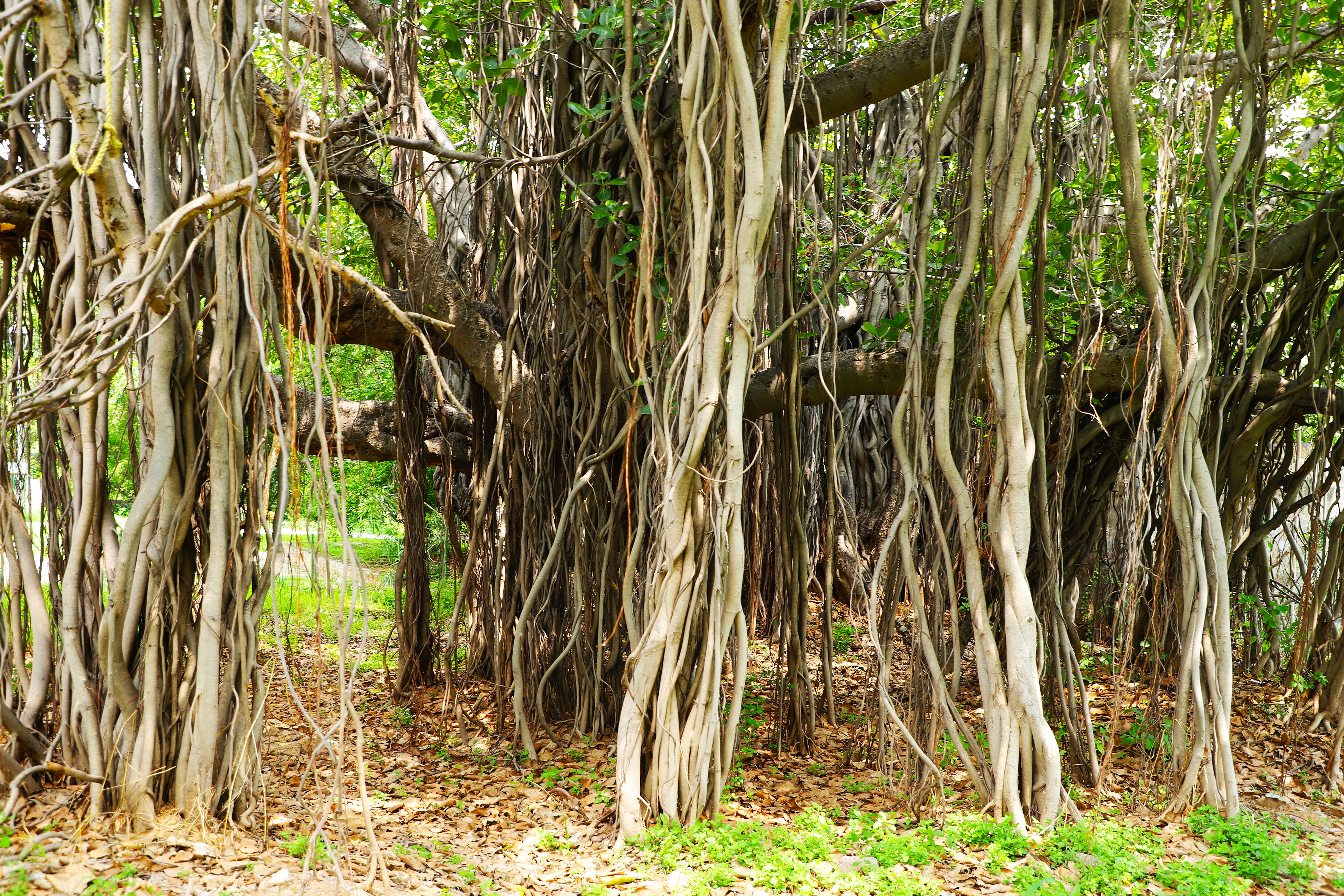 Explore the intricate network of aerial roots in this stunning banyan tree photograph, showcasing natural beauty and complexity.