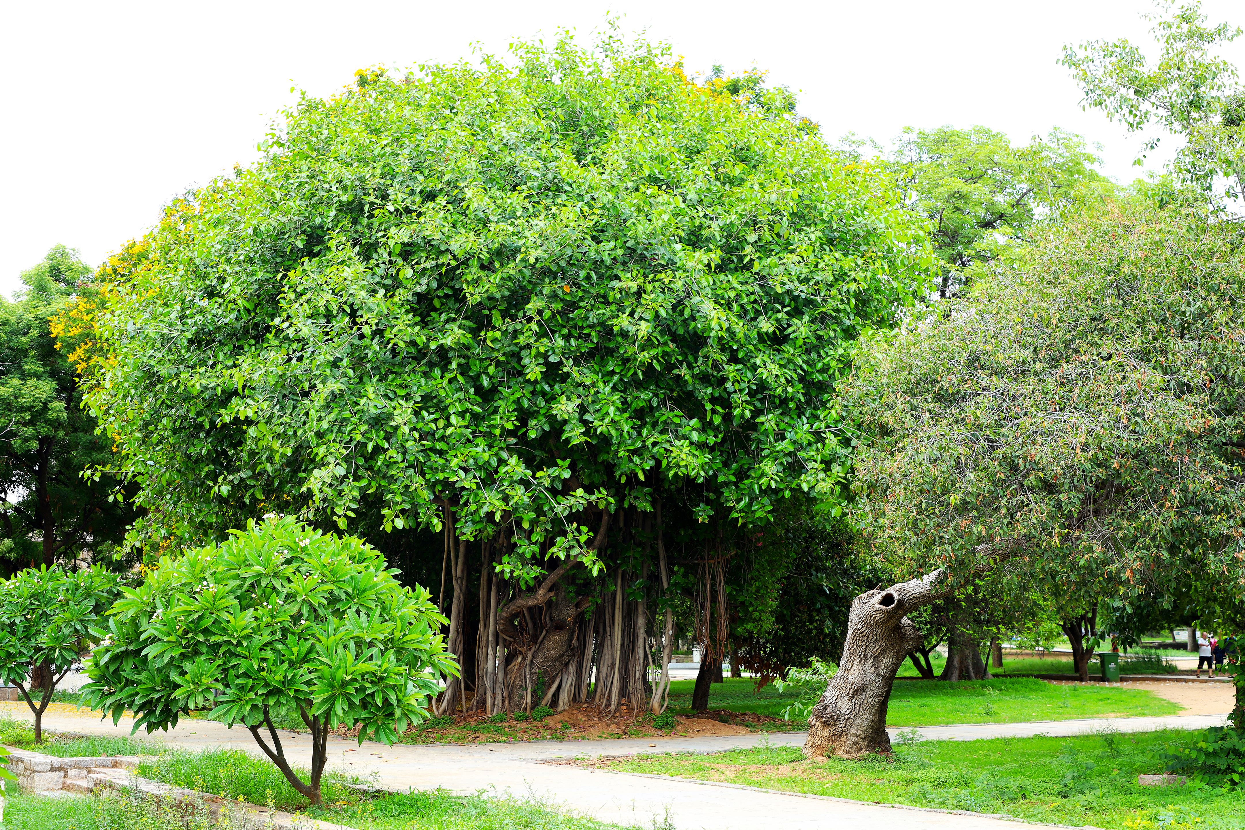 Indian Banyan