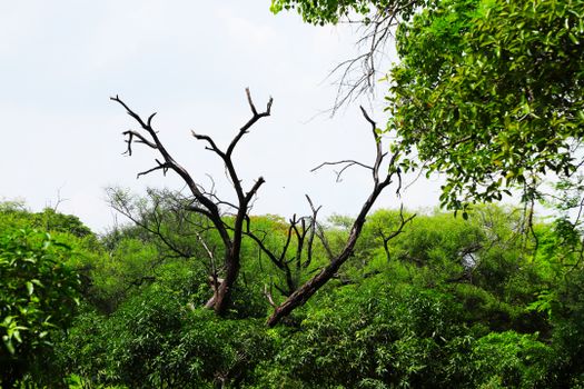 A vibrant green forest with a striking bare tree, depicting nature's contrast and beauty.