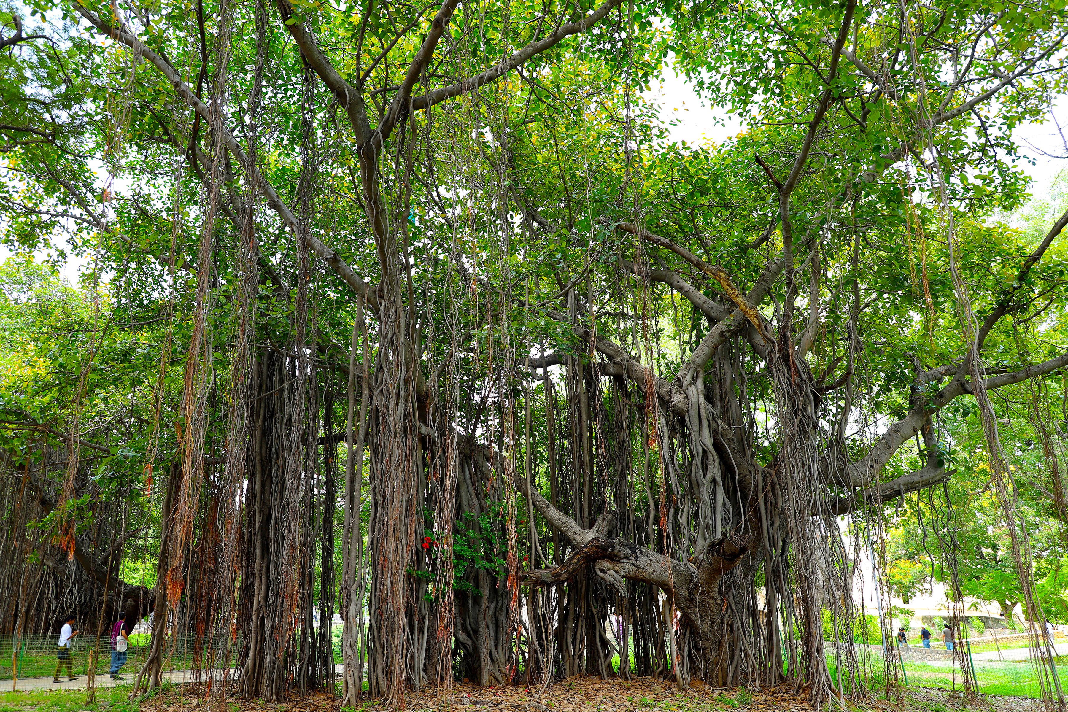 Ficus radicans