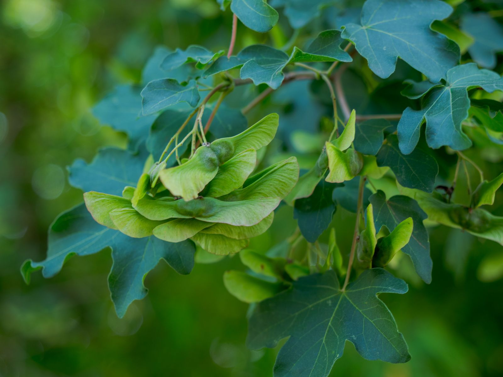 Field maple leaves and pairs of winged green seeds