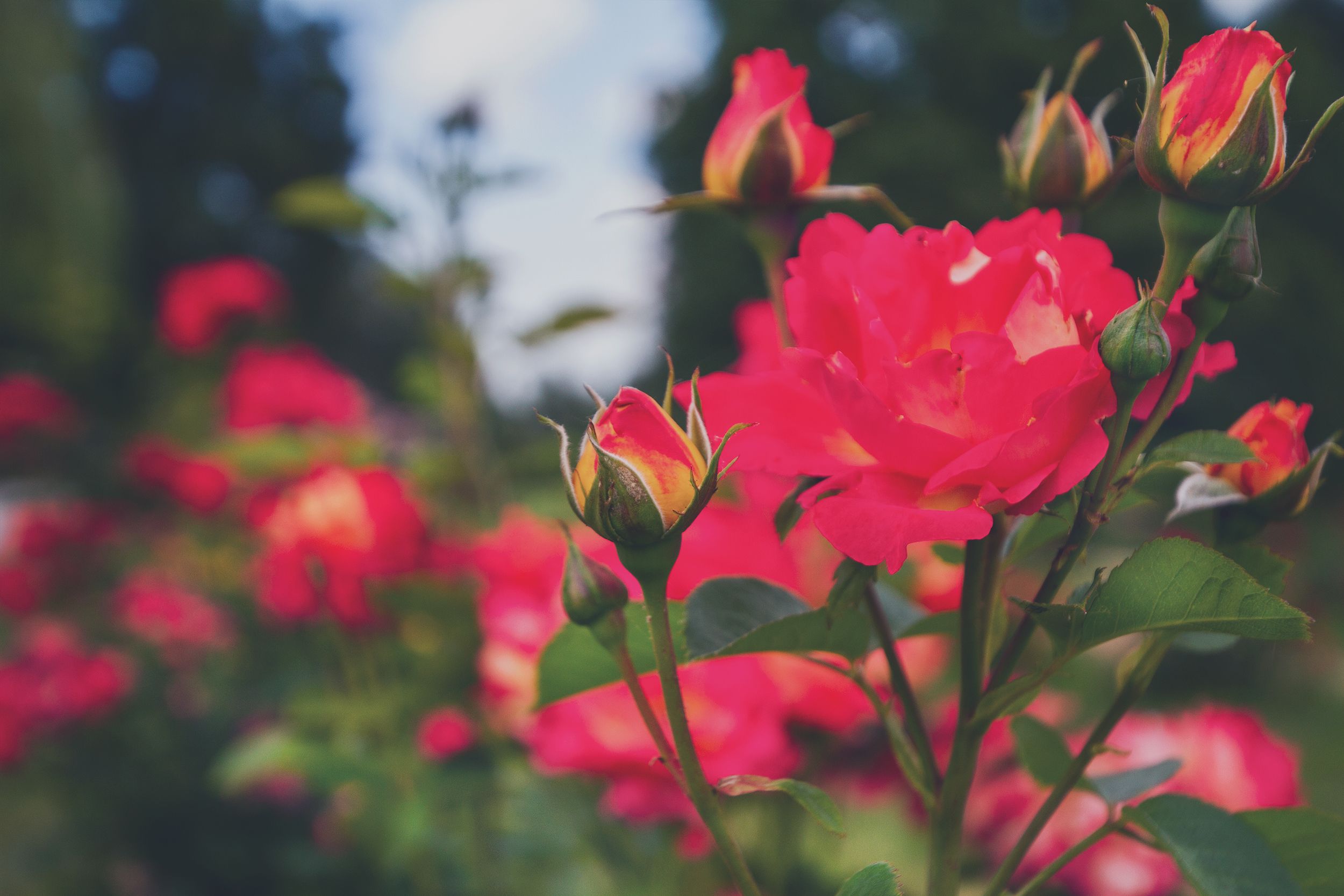 Beautiful landscaped garden with vibrant flowers