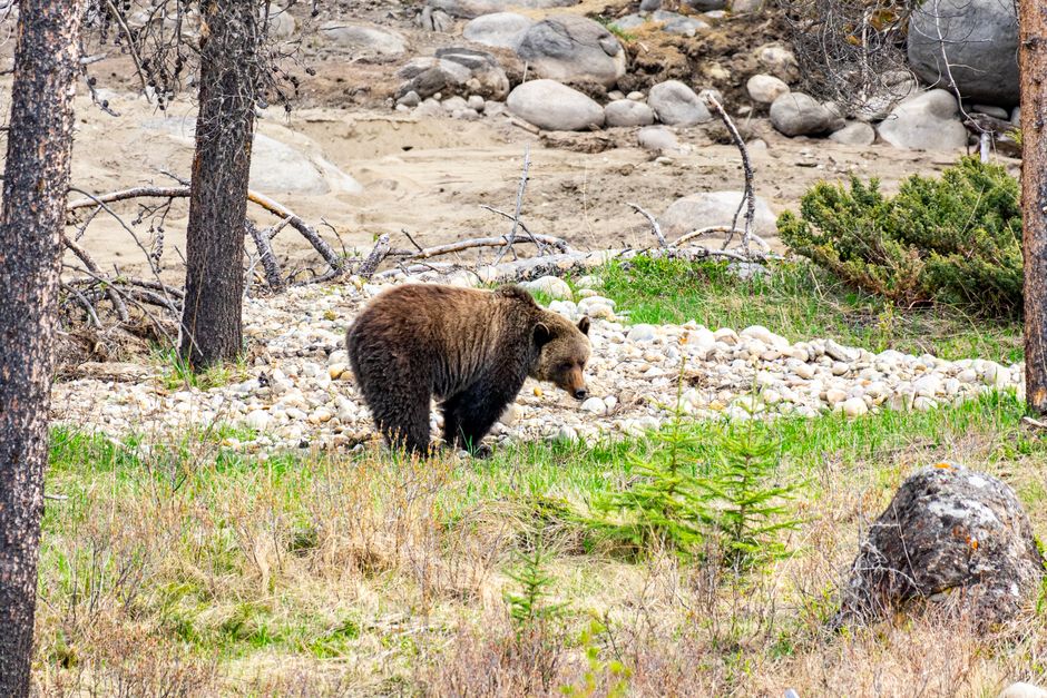 B.C. Bear Safety Reminders After Grizzly Feeding, Black Bear Attack