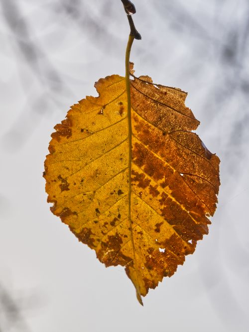 Free Detailed photograph of a single brown leaf dangling on a thin twig. Perfect for seasonal themes. Stock Photo