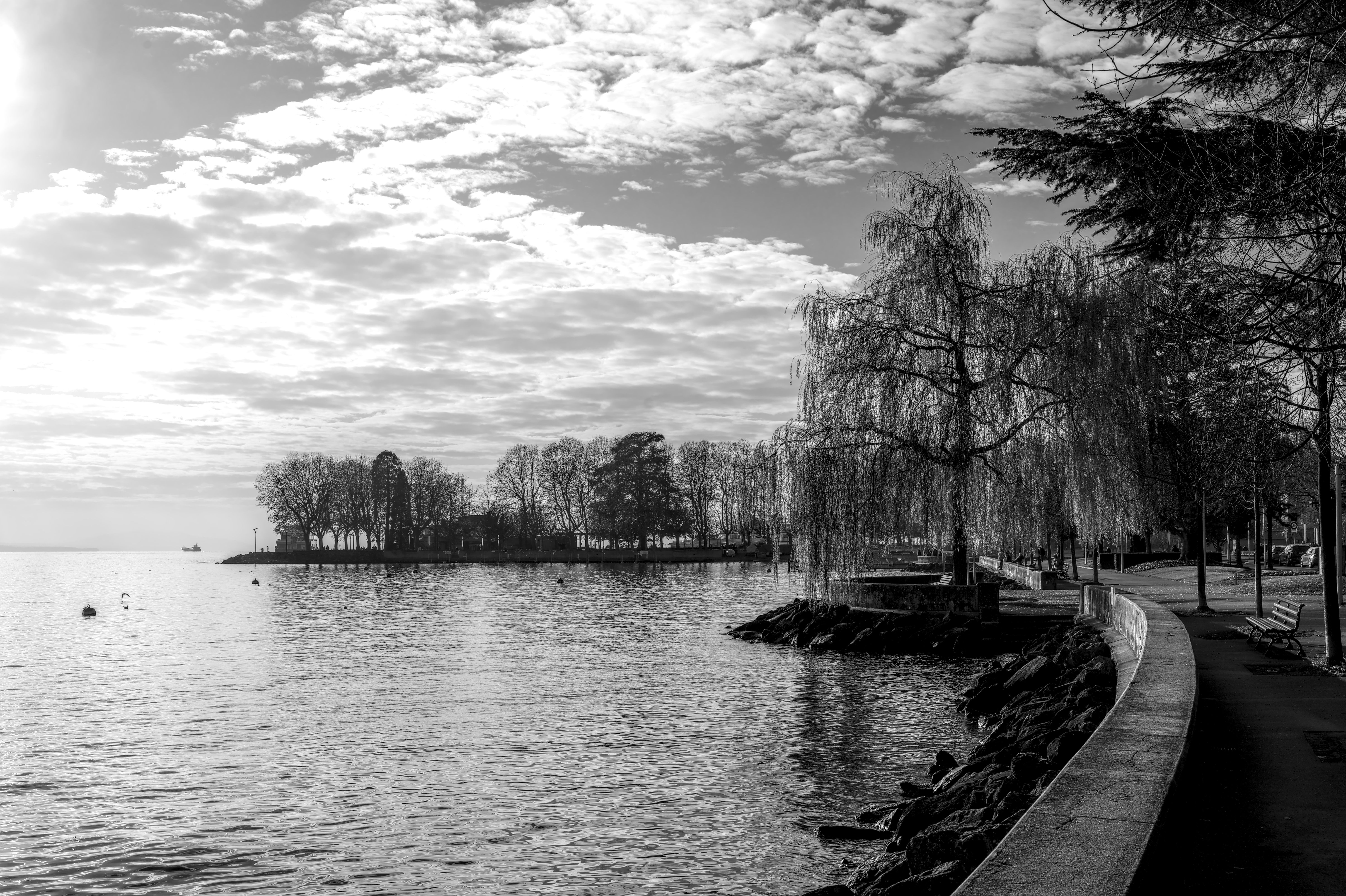 Scenic black and white view of a tranquil lakeside promenade with trees and calm waters.