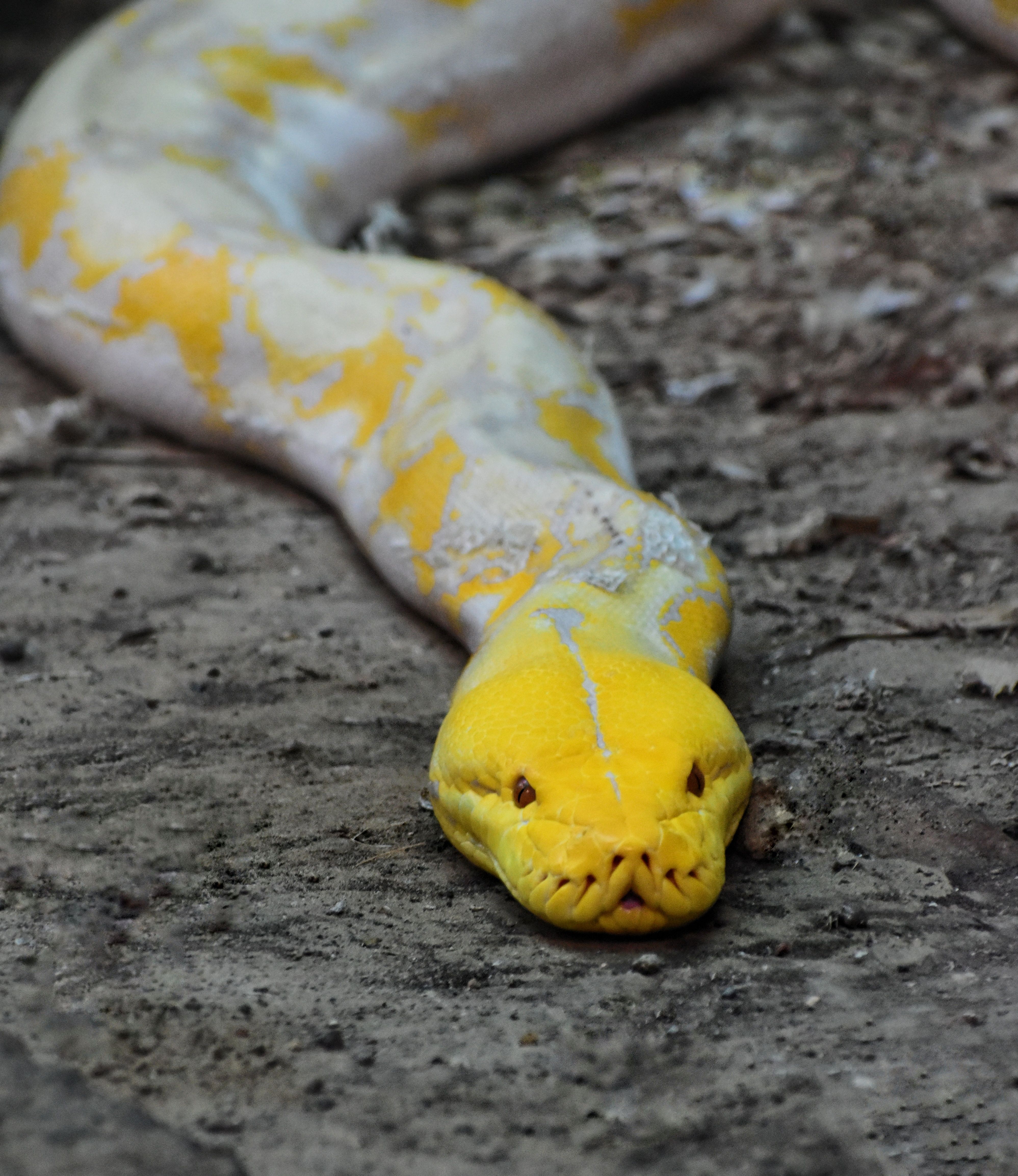 A detailed close-up of an albino Burmese python showcasing its vibrant yellow coloration and unique scale patterns.