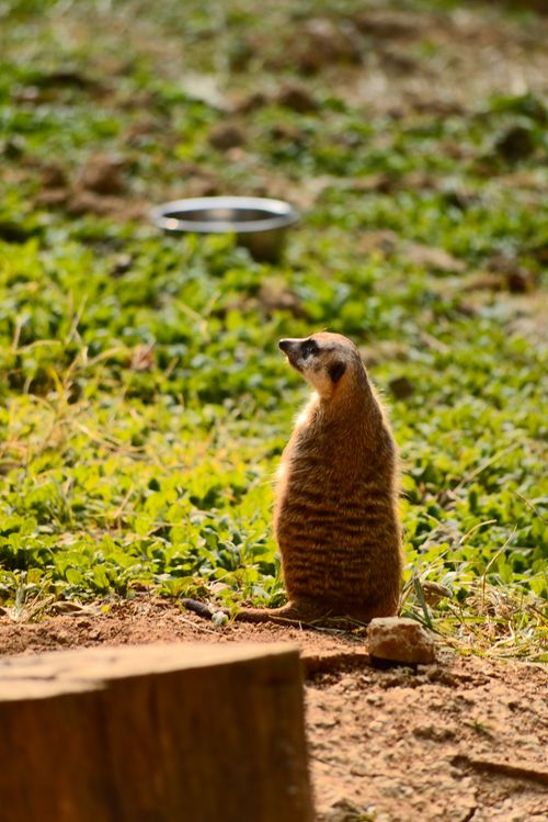 Free A solitary meerkat standing upright in a sunlit grassy habitat, observing its surroundings. Stock Photo