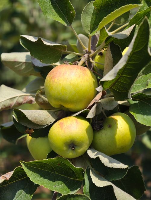 Free Close-up of ripe apples growing on a tree branch in Almaty, Kazakhstan, captured outdoors in daylight. Stock Photo