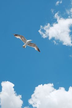 A seagull elegantly flies against a bright blue sky with fluffy clouds in Istanbul.