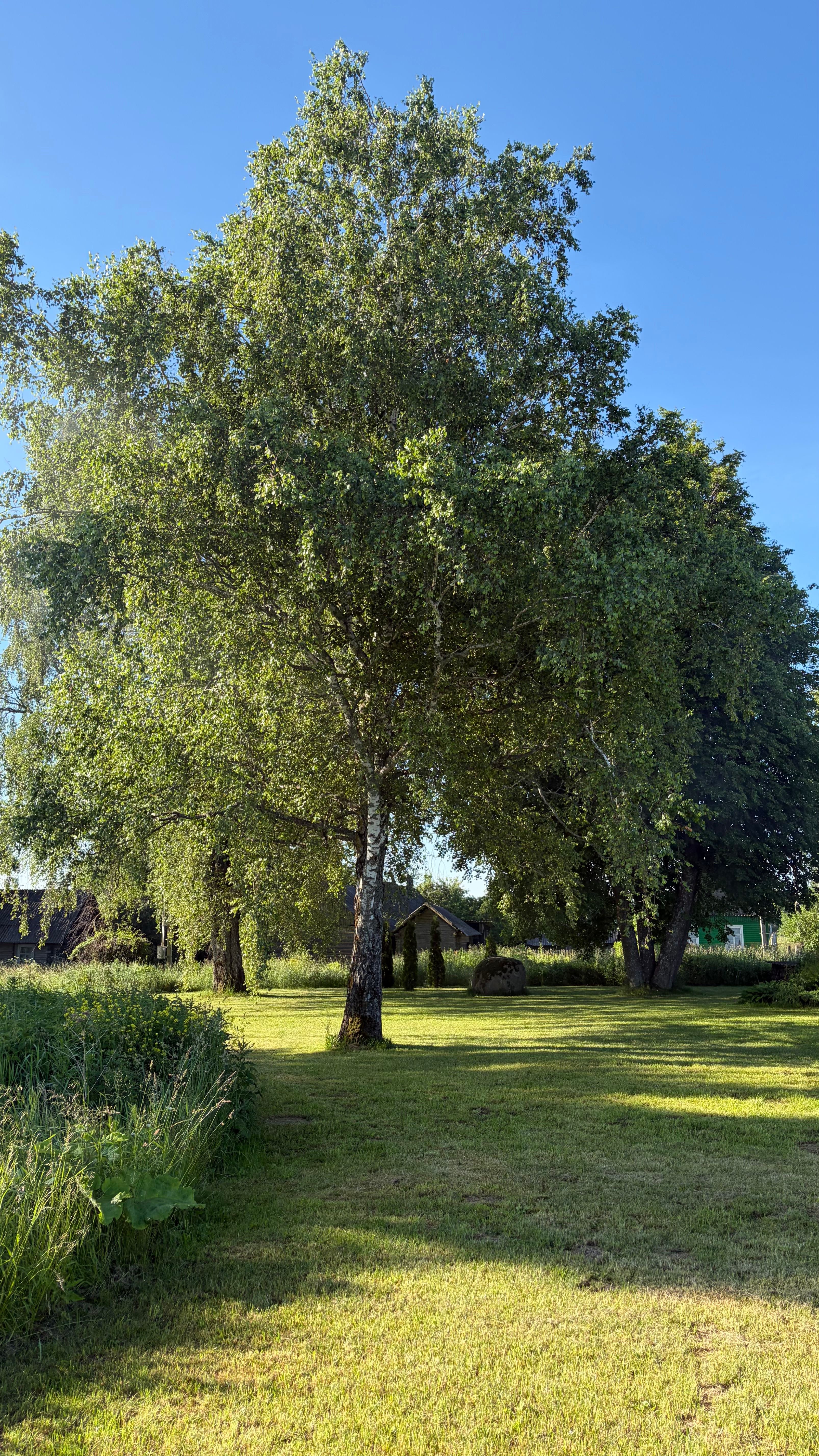 Tranquil outdoor summer scene featuring sunlit trees and lush grass under a clear blue sky.