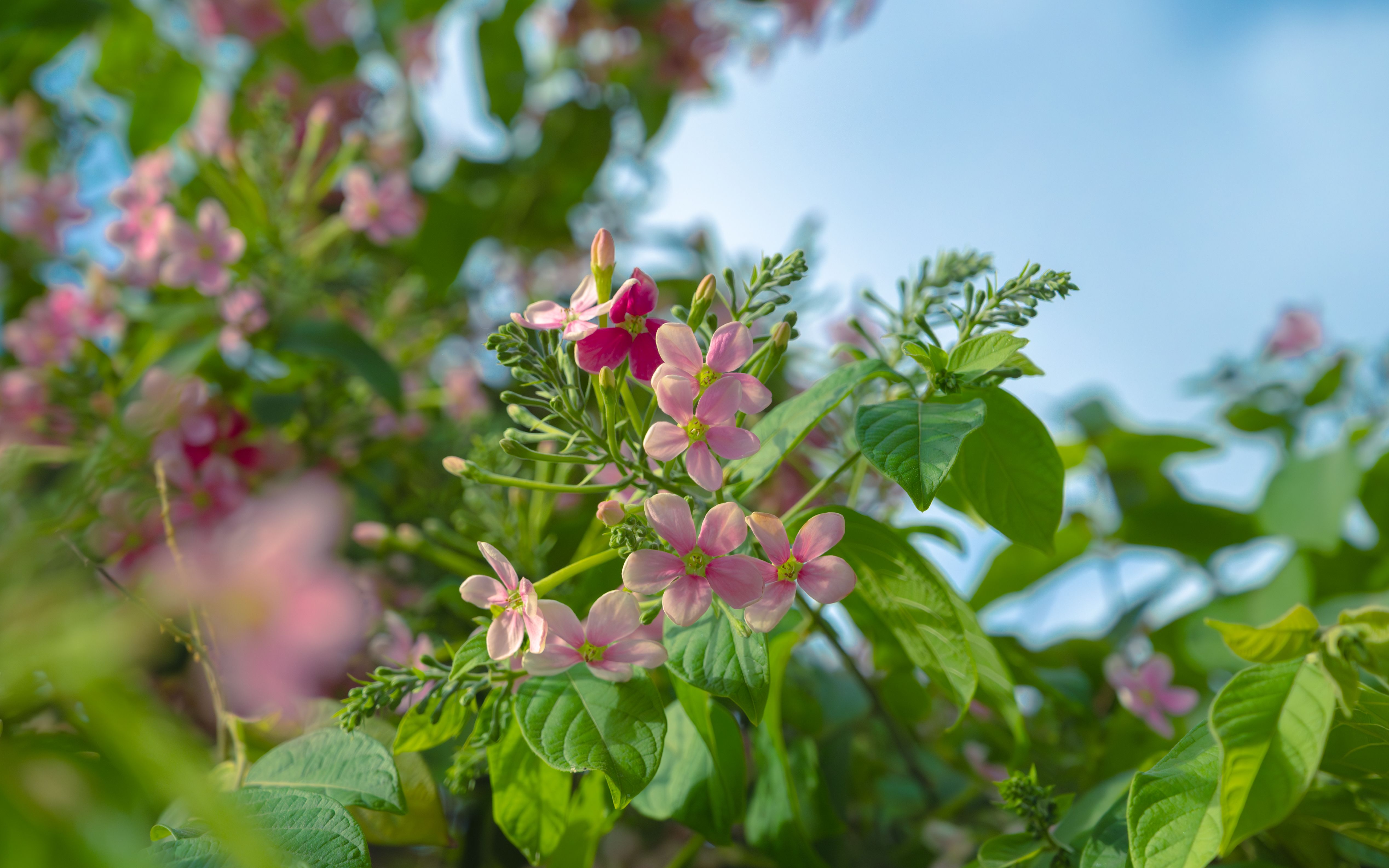 [ColoSach]-close-up-of-pink-tropical-flowers-blooming-with-greenery-and-sky-backdrop-in-a-spring-garden.
