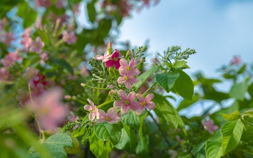 Free Close-up of pink tropical flowers blooming with greenery and sky backdrop in a spring garden. Stock Photo