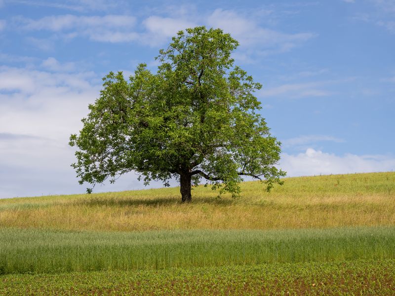 How climate change is shaping UK natural burial