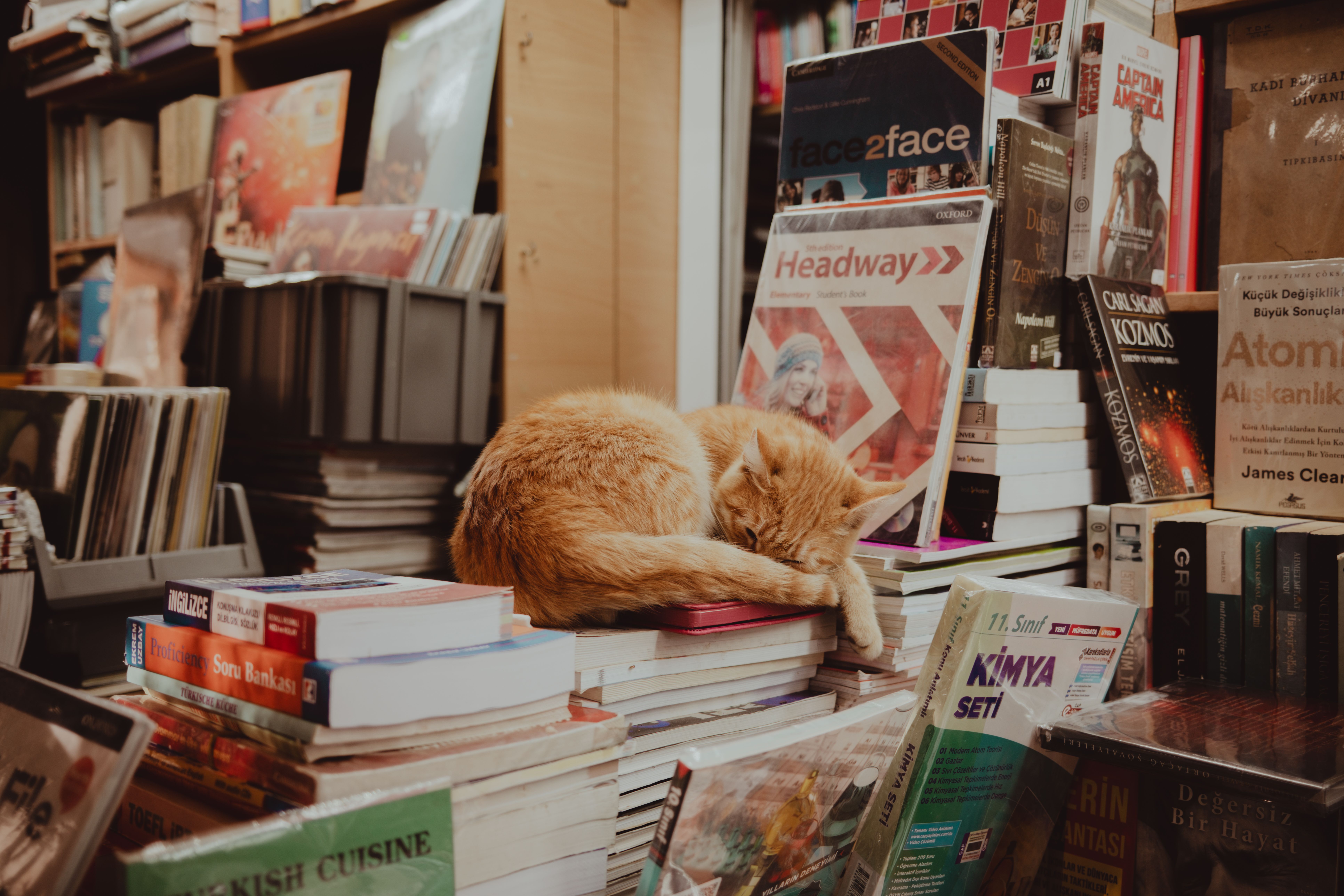 pet technology store — Photo by Andrea Prochilo on Pexels