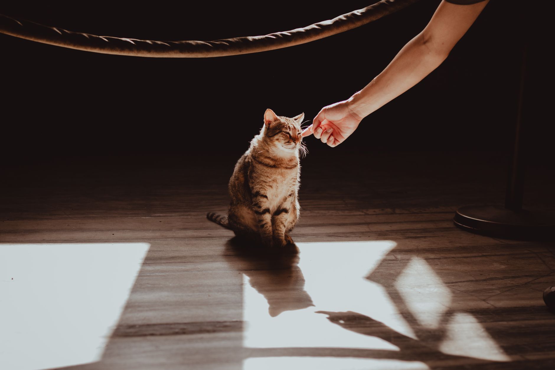 A pet undergoing diagnostic blood testing at a veterinary clinic