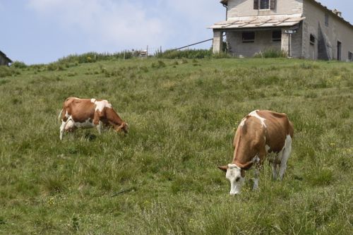 Free Two brown cows grazing on a lush green hillside in rural Veneto, Italy, beside a rustic farmhouse. Stock Photo