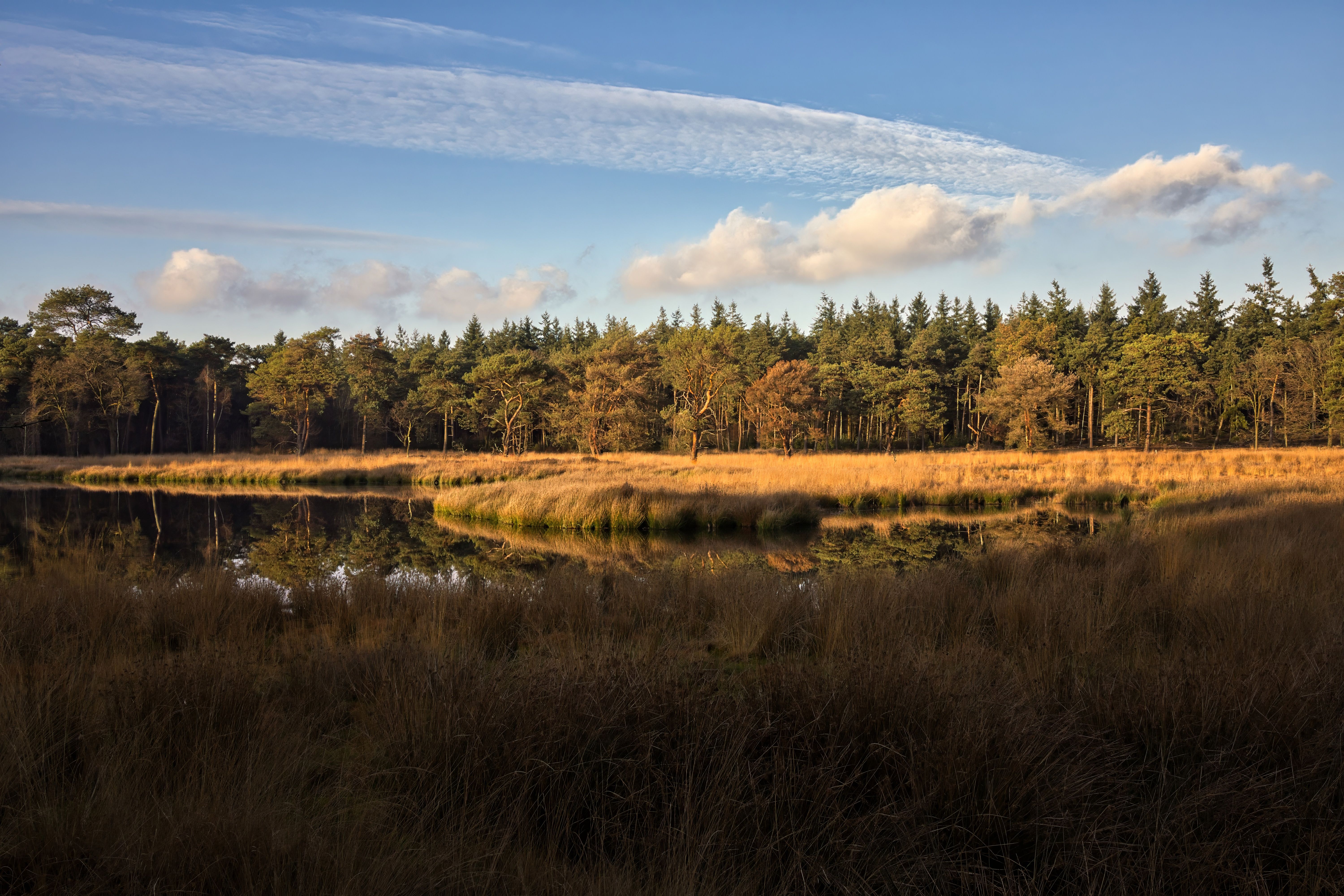 Tranquil lake reflecting a forest with golden evening light and clouds in the Netherlands.