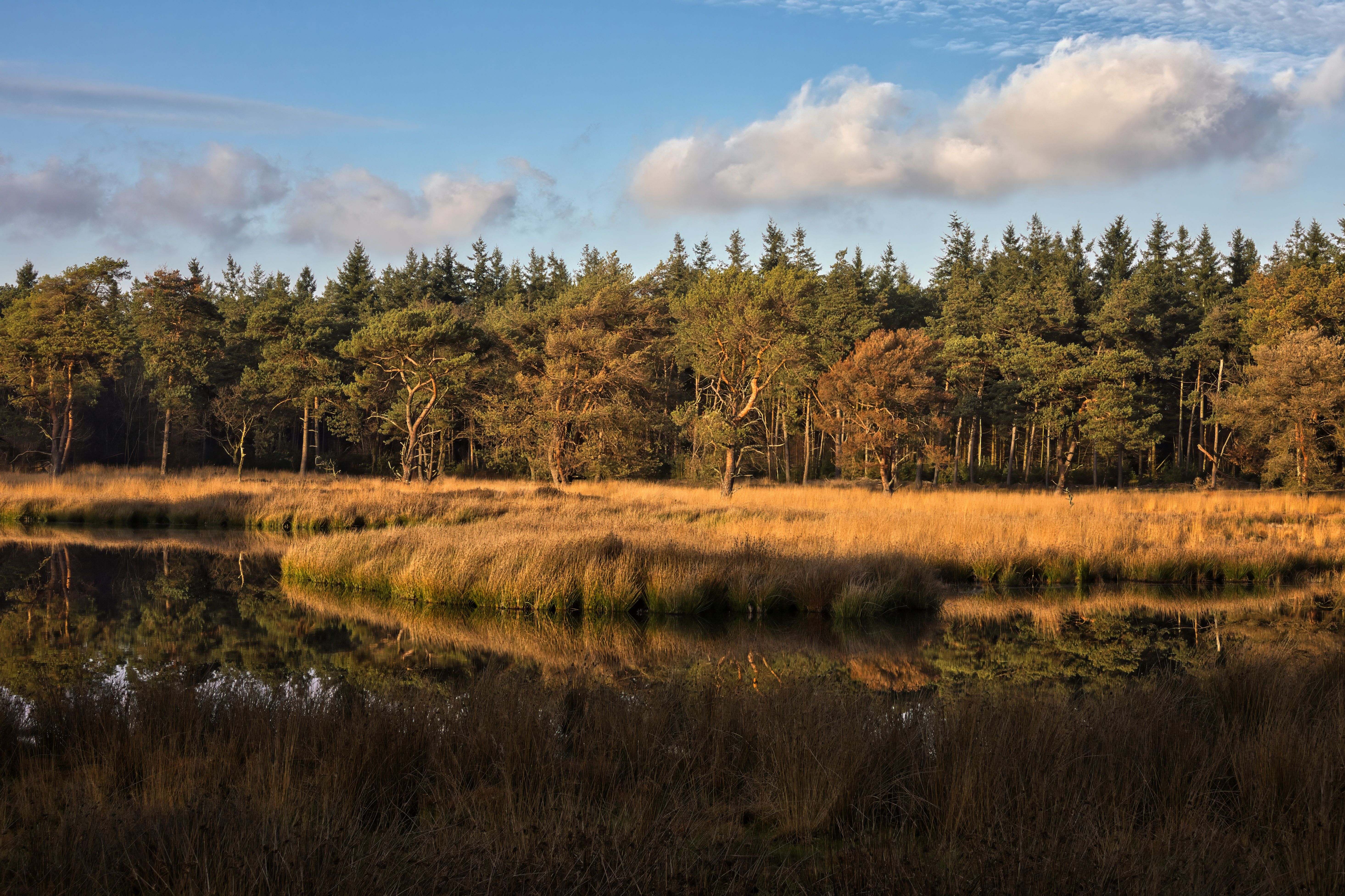 Serene landscape of a forest reflected in a lake at sunset, capturing nature's beauty.