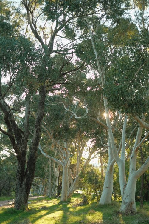 Free Serene forest scene with sunlight filtering through eucalyptus trees. Stock Photo