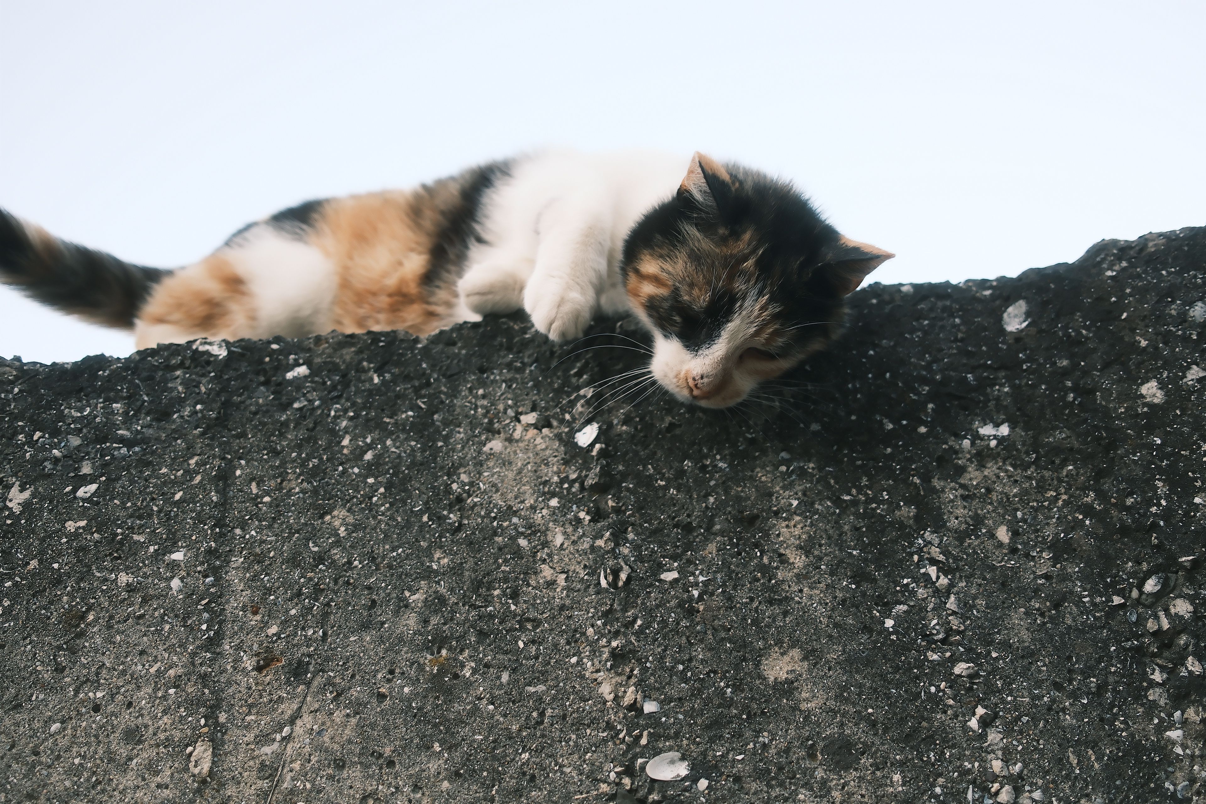 Portrait of a cat at a veterinary clinic