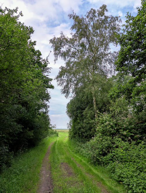 Free A serene dirt path winds through a lush green forest under a bright, cloudy sky. Stock Photo