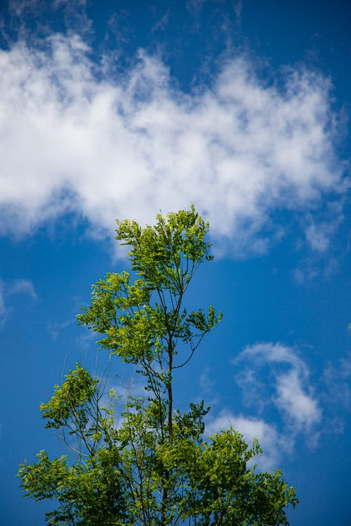 Free A lush green treetop stretches into a bright blue sky with scattered clouds. Stock Photo