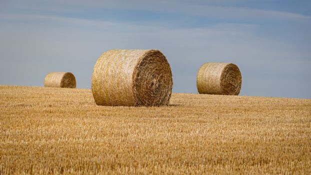 Golden hay bales scattered across a sunny, blue-skied farmland, perfect for agricultural themes.