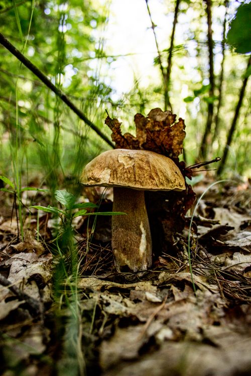 A forest mushroom among leaves