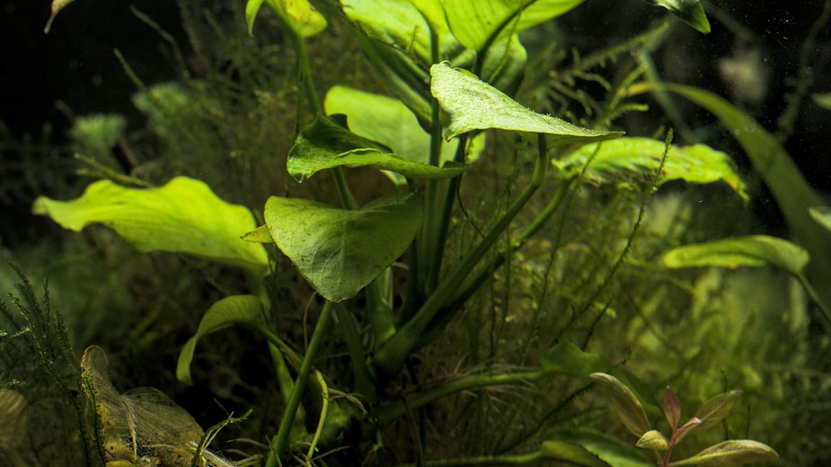 Anubias in a Planted Tank: Placement, Attachment, Growth and Troubleshooting