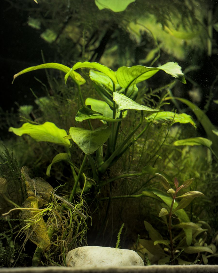 Close-up of aquatic plant leaves
