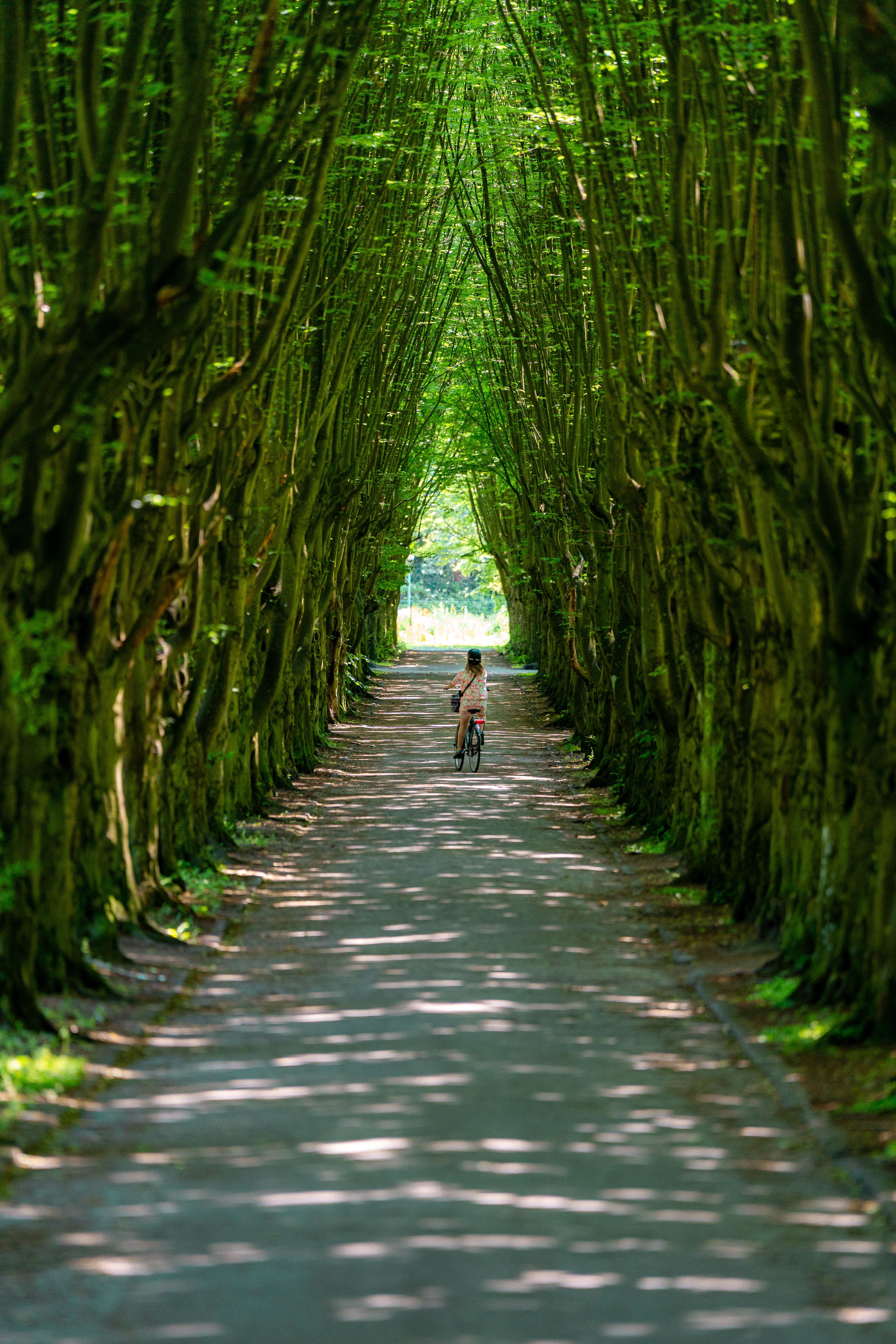 A lone cyclist rides through a tunnel of lush green trees, casting dappled shadows on the path.